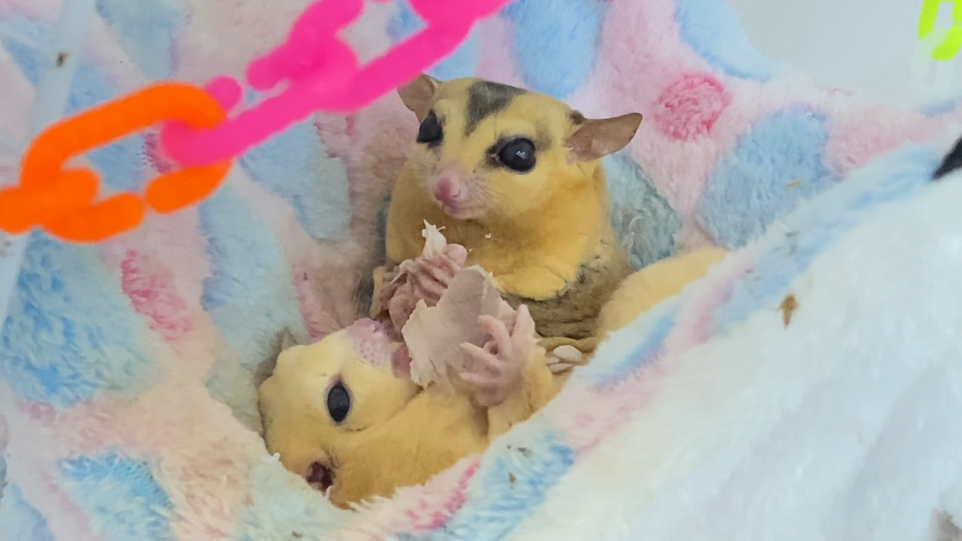 Sugar Glider Là Con Gì? Đặc Điểm, Tuổi Thọ & Lưu Ý Trước Khi Nuôi Sóc Bay Úc