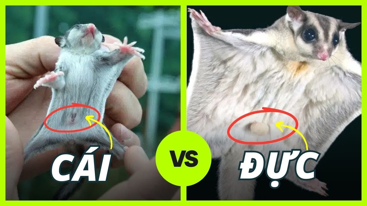 Cách Phân Biệt Sóc Bay Úc Đực Và Cái Dễ Nhất (Baby & Trưởng Thành)